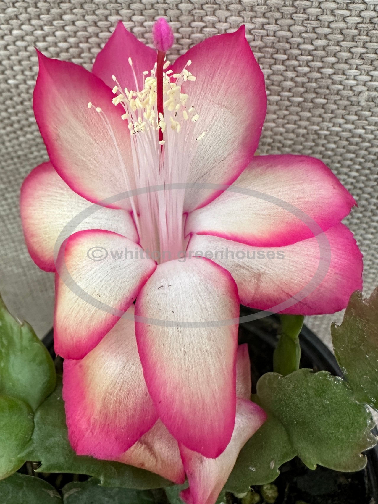 (image for) Raspberry Pink